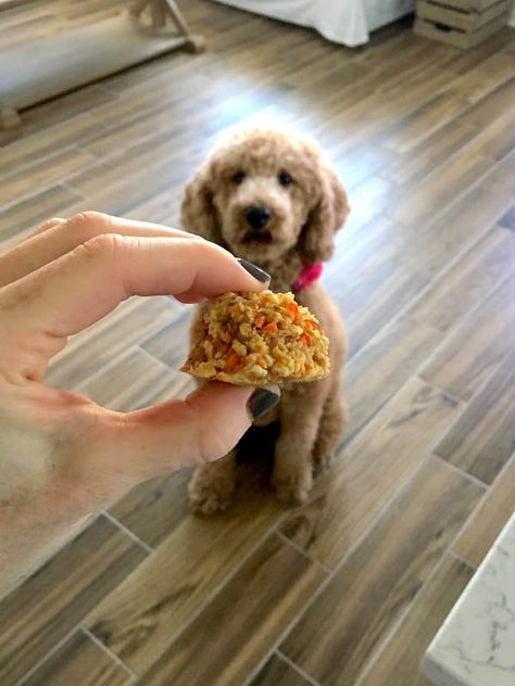 Carrot Cake Snack Bite Dog Treats | VegAnnie Cake Snack, Dog Treat Recipe, Raw Carrots, Snack Bites, Dog Treats Homemade Recipes, Vegan Sugar, How To Store, Dog Treat Recipes, Snack Cake