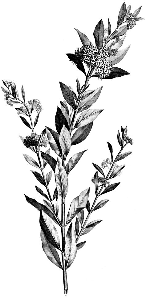 Today I’m sharing this Vintage Black and White Floral Stem Botanical Clip Art! This image is a long, tall stem of leaves and flowers. The bulbous flowers have tiny pointed petals and are near the tips of the branches. The leaves are lightly veined. So nice to use in your Floral Craft or Collage Projects! Have...Read More » Vintage Flower Tattoo, Black And White Leaves, White Plants, Graphics Fairy, Plant Drawing, Trendy Flowers, Clip Art Vintage, Vintage Collage, Vintage Tattoo