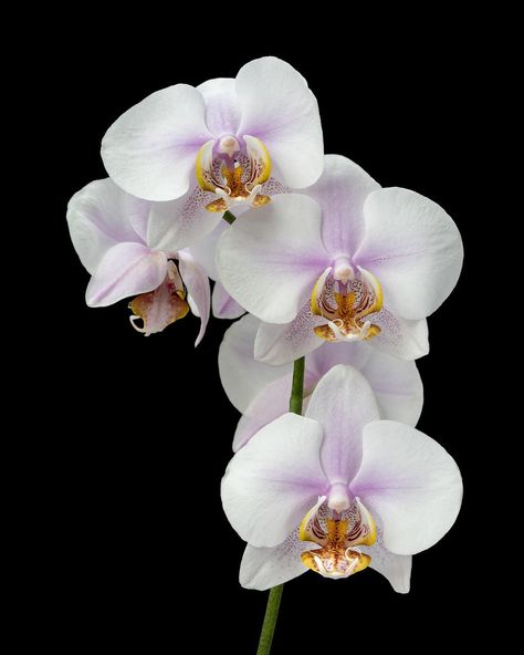 Orchid Photography, Orchid Images, Flower Orchid, Flowers Black Background, Orchid Photo, Food Retail, Foto Transfer, Still Life Flowers, Plant Photography