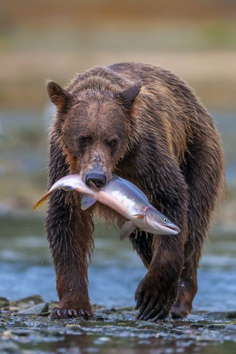 Bear With Fish In Mouth, Bear Catching Fish, Grizzly Bear Photography, Fishing Bear, Drawing Mouth, Alaska Photography, Bear Fishing, Bear Bears, Mouth Drawing