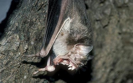 Bat Photos, Bat Species, Baby Bats, Vampire Bat, Creatures Of The Night, Weird Animals, Primates, Rodents, Animal Kingdom