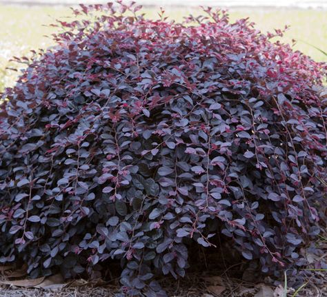 Video: Purple Pixie® Dwarf Weeping Loropetalum | Southern Living Plants Purple Diamond Loropetalum, Weeping Loropetalum, Purple Bushes, Purple Shrubs, Purple Pixie Loropetalum, Sunshine Ligustrum, Fringe Flower, Purple Foliage, Southern Living Plants