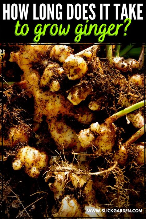 How Long Does It Take To Grow Ginger? How To Grow Ginger From Root, Growing Ginger From Root, Growing Ginger From Scraps, How To Grow Ginger Root At Home, How To Grow Ginger, Growing Turmeric, Grow Turmeric, Crochet Cal, Growing Food Indoors