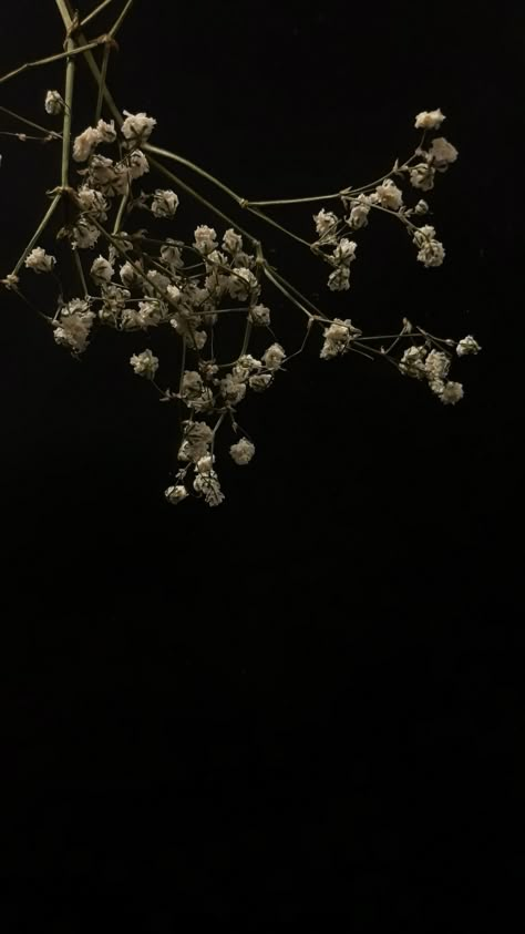 White Flower Black Background, Black Flower Wallpaper, Cool Screensavers, Black Flowers Wallpaper, Flowers On Black Background, Flowers Black Background, Witchy Wallpaper, Black Background Wallpaper, Dark Flowers