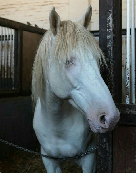 Perlino Horse, Cremello Horse, Albino Horse, Cream Horse, Horse Heads, Grey Horse, All About Horses, Beautiful Horse, Cute Horses