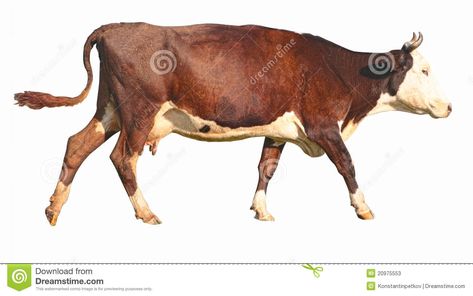 Side View Of A Walking Brown Cow Stock Photos - Image: 20975553 Cow Side View, Cow Drawing, Life Drawing Reference, African Paintings, Animal Anatomy, Brown Cow, Animal References, Cow Art, Zoology