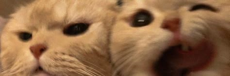 Cute Headers For Twitter, Cat Couple, Cute Headers, Silly Cats Pictures, Header Banner, Cat Boarding, Cat Person, Cat Aesthetic