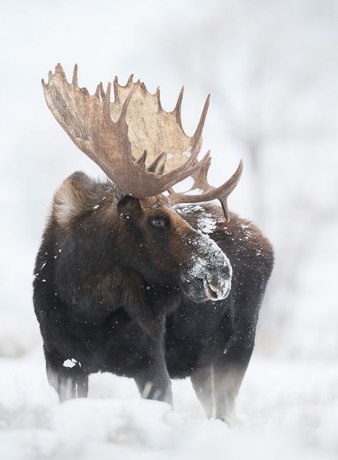 Wildlife | Isaac Spotts Photography Autumn Snow, Elk Pictures, Moose Pictures, Elk Photo, North American Wildlife, Bull Moose, Bull Elk, Deer Family, Elk Hunting