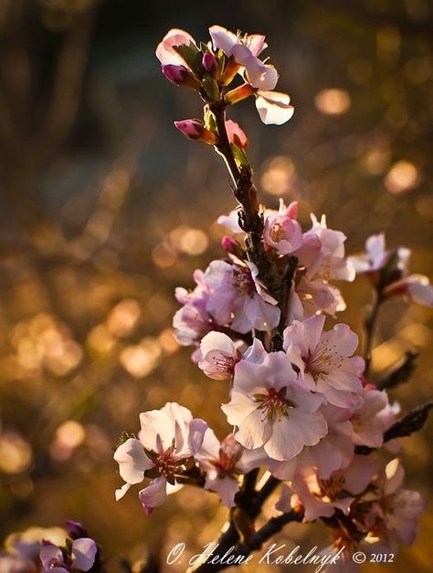 Flowering Almond, Almond Blossoms, Plant Bud, Tree Study, Almond Tree, Nursery Mural, Blooming Trees, Room Painting, Spring Blossoms