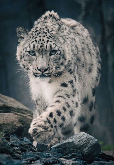 Snow Leopard Photography, Leopard Photography, Jaguar Panther, Fav Animal, Never Had A Chance, Chester Zoo, Big Cat, Snow Leopard, Leopards