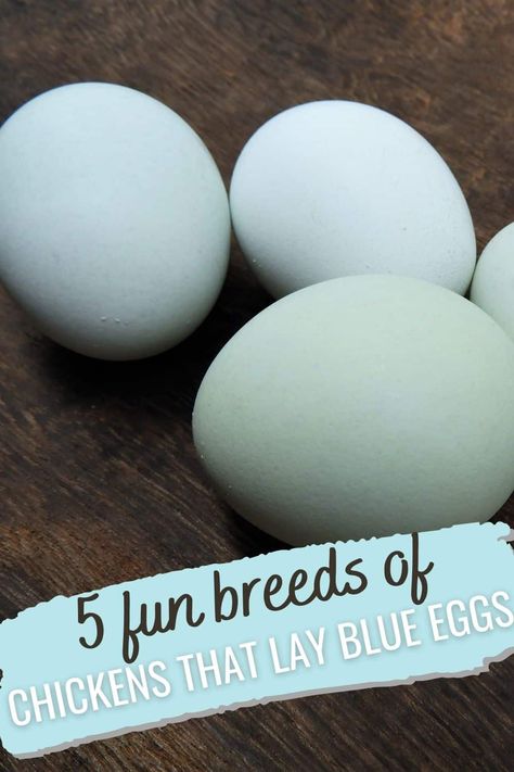 blue eggs Blue Americana Chicken, Lavender Americana Chicken, Iowa Blue Chickens, Rhode Island Blue Chicken, Production Blue Chicken, Saphire Gems Chicken Eggs, Blue Australorp Chickens, What Chickens Lay What Color Eggs, Blue Egg Laying Chickens