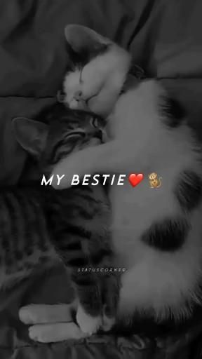 Funny Video For Friend, Funny Videos Of Best Friends, Love Quotes For Videos, Best Friend Love Video, Freinship Status, Funny Videos For Best Friend, Bestiee Status, Girl Best Friend Status, Bestie Status Video