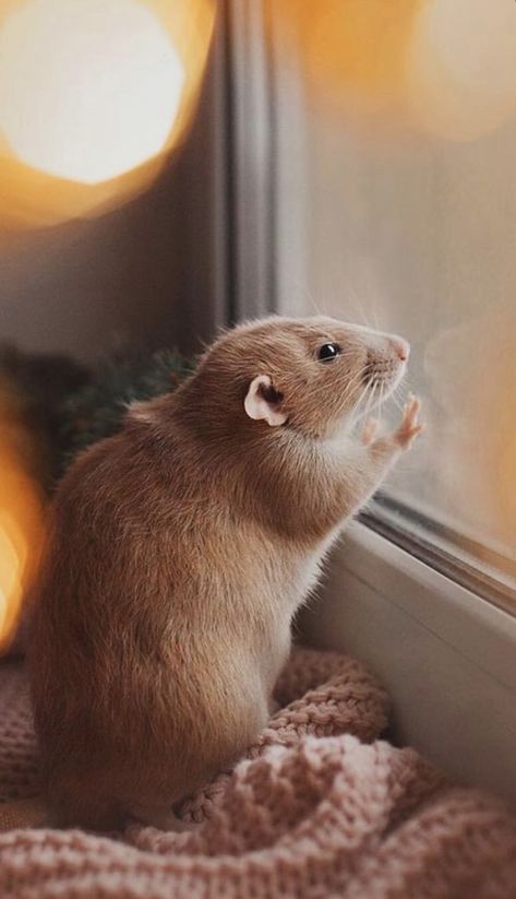 Rodent Pets, Dumbo Rats, Rat Boi, Dumbo Rat, Cute Rats, Miniature Dogs, Mouse Rat, Cute Hamsters, Pet Rats