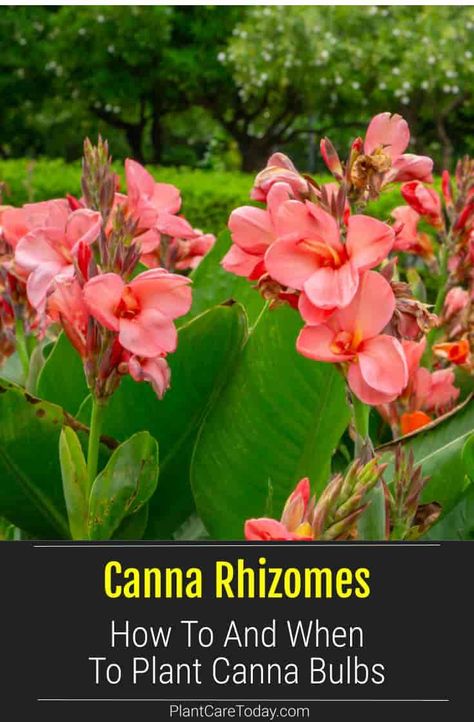 Learn how to plant your own Canna Rhizomes and when to plant them. [DETAILS] How To Plant Canna Bulbs, Canna Flower Bed, Canna Lilly In Pots, When To Plant Canna Bulbs, Transplanting Cannas, Canna Lily Landscaping Ideas, Cannas Plant, Canna Lily Landscaping, Cana Lillies