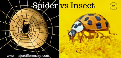 Difference between Spider and Insect (Spider vs Insect) White Ant, Arachnids, Sea Lion, 3rd Grade, Spiders, Insects, Science, Halloween