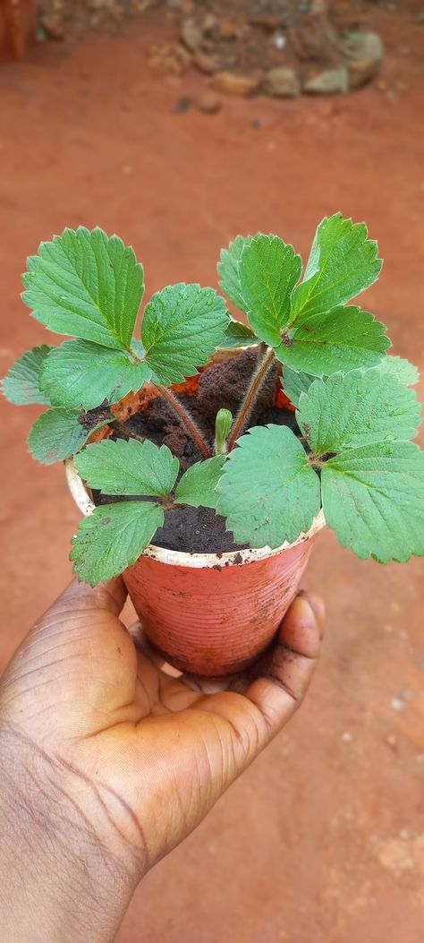 Strawberry seedlings available, $10 Strawberry Seedlings, Plant Journal, Exotic Fruit, Fruit, Plants, Flowers, 10 Things, Quick Saves