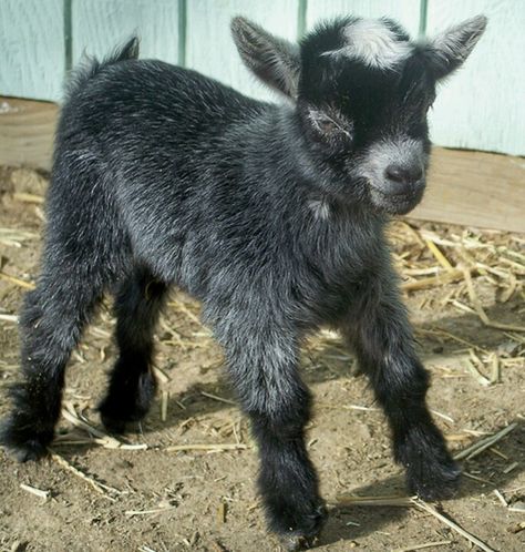 Baby Goats Pygmy, Pygmy Goats, Mini Goats, Goats And Sheep, Black Goat, Goat Kidding, Pygmy Goat, Baby Goat