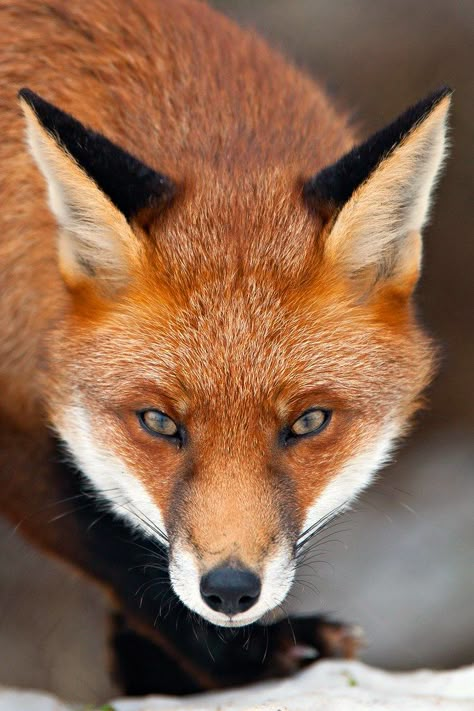 Red Fox portrait (Vulpes vulpes) Fox Looking Down, Kitsune Character, Fox Profile, Wolf Reference, Character Redesign, Moose Pictures, Fox Portrait, Black And White Photography Portraits, Vulpes Vulpes