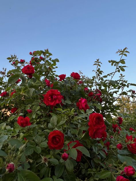 Red roses Field Of Roses Aesthetic, Red Rose Field, Red Red Rose Poem, One Red Rose Aesthetic, Red Rose Garden Aesthetic, Red Rose Bush Aesthetic, Rainbow Fairies, Rosé Aesthetic, Red Rose Flower