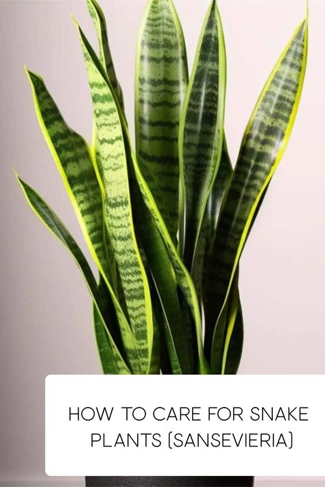 Learn how to care for snake plants, from watering and sunlight to fertilizing and propagating. You’ll get all the snake plant care tips for your houseplant. Make Small Rooms Look Bigger, Inside House Plants, Snake Plant Indoor, Building Shelves, Snake Plant Care, Sansevieria Plant, Planting Pot, Snake Plants, Inside Plants