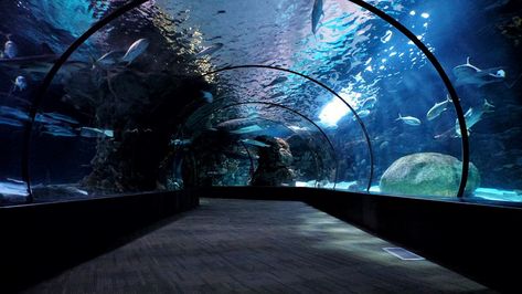 Omaha's Henry Doorly Zoo & Aquarium is consistently ranked as one of the best in the country! Omaha Zoo, Saltwater Tank, Omaha Nebraska, Quebec City, Shark Tank, Aquarium Fish, Sea Life, Fish Tank, Nebraska