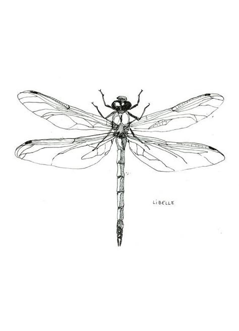 Tattoo Pencil, Tattoo Line Art, Dragonfly Drawing, Dragonfly Tattoo Design, Tattoo Line, Insect Tattoo, Geniale Tattoos, Dragon Flies, Dragonfly Tattoo