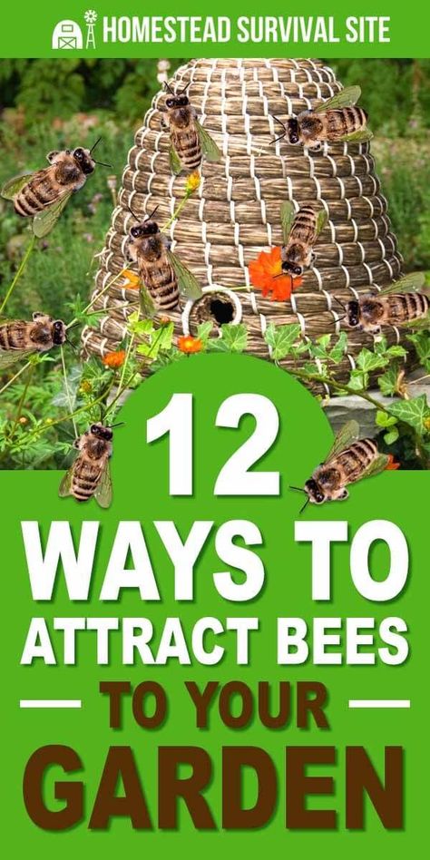 12 Ways to Attract Bees to Your Garden - Homestead Survival Site Backyard Bee, Bee Friendly Garden, Attracting Bees, Bee Garden, Bee Friendly, Low Maintenance Garden, Pollinator Garden, Homestead Survival, Home Vegetable Garden