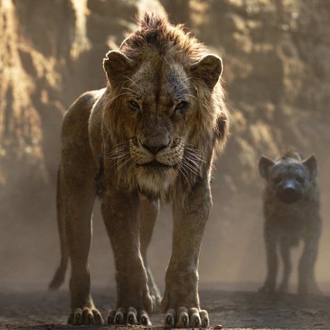 Scar Should Be Gayer in the New Lion King Movie Scar Rey Leon, Lion King Live Action, Scar The Lion King, Rafiki Simba, The Lion King Scar, Emily Mcintire, Lion King Scar, He Lives In You, Scar Lion King