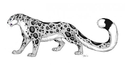 Snow Leopard~ Cartoon Snow Leopard, Snow Leapord Oc, Snowlepord Drawing, Snow Leopard Drawing Sketch, Clouded Leopard Drawing, Snow Leapord Human Oc, Snow Leopard Oc Human, Snow Leopard Character Design, Snow Leopard Tattoo Design