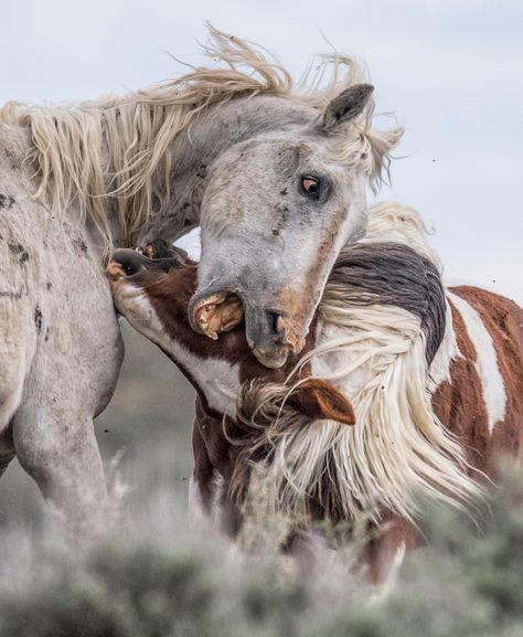 https://flic.kr/p/2iu3pzf | WILD MUSTANG Mustang Horse Wallpaper, Beautiful Horses Wild, Sunrise Horse Photography, Wild Horse Pictures, Wild Horses Photography, Wild Horses Mustangs, Mustang Horses Wild, Wild Horses Desert, Wild Horses Mustangs Wyoming