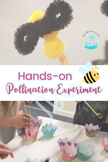 Show kids how important bees are with this hands-on pollination experiment. Stem Pollination Activity, Bee Pollination Stem Activity, Pollination Activities, Flower Pollination Activity, Pollinator Stem Activity, Bee Experiment, Bee Pollination, Bee Science Fair Projects, Bee Writing Activities