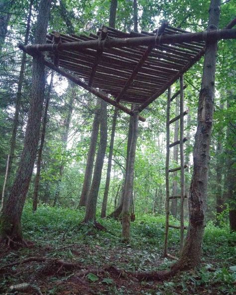 Day 4. Almost done #bushcraft #treehouse #shelter #woods #woodworking #lithuania #nature #tree #rope #forest #cord #wood #summer #adventure #scout #backpacking #outdoors #wilderness #axe #pinetree Bushcraft Treehouse, Tree House Platform, Lithuania Nature, Tree Rope, 1000 Lifehacks, Bushcraft Shelter, Cord Wood, Camping Shelters, Bushcraft Gear