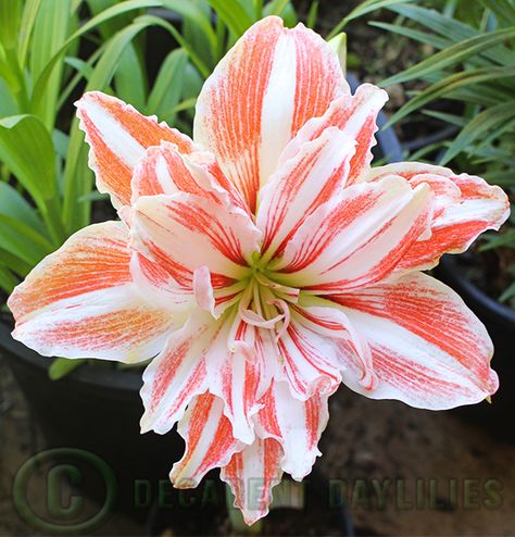 Flower Bulb, Amaryllis Flowers, Large Flower Pots, Unusual Plants, Unique Plants, Daylilies, Bulb Flowers, Planting Bulbs, Unique Flowers