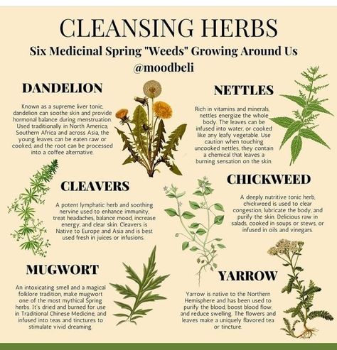 Herbal Education, Magickal Herbs, Medicinal Herbs Garden, Medical Herbs, Magic Herbs, Magical Herbs, Herbal Apothecary, Natural Healing Remedies, Herbal Healing