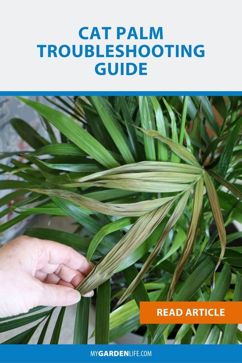 Areca Palm Care, Palm Plant Indoor, Indoor Palm Plants, Palm Plant Care, Cat Palm, Indoor Palm Trees, Indoor Palms, Bamboo Palm, Kentia Palm