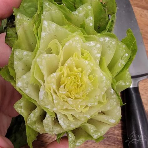 How to Keep Lettuce Fresh for Weeks - The Cross Legacy Storing Lettuce, Storing Produce, Produce Storage, Vegetable Prep, Head Of Lettuce, Salad Spinner, Iceberg Lettuce, Family Eating, Lettuce Leaves