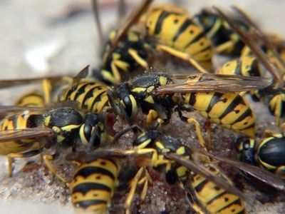 How to use Boric Acid to kill wasps by having them carry it to the nest in your walls. Wasp Killer, Wasps And Hornets, Wasp Spray, Wasp Repellent, Get Rid Of Wasps, Wasp Traps, Kill Roaches, Wasp Stings, Getting Rid Of Mice