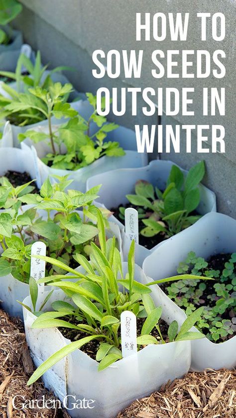 Slugs In Garden, Winter Sowing, Winter Vegetables Gardening, Growing Tomatoes In Containers, Winter Vegetables, Garden Types, Garden Pests, Planting Herbs, Gardening For Beginners