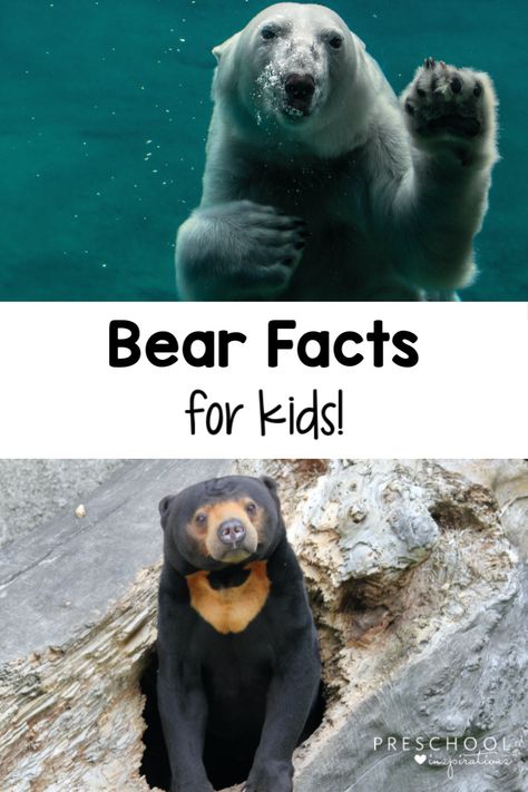 Bear Facts for Kids - Preschool Inspirations Bear Circle Time Activities, Bear Facts For Kids, Preschool Bears, Bear Theme Preschool, Facts About Bears, Preschool Inspirations, Learning About Animals, Bear Facts, Bear Activities