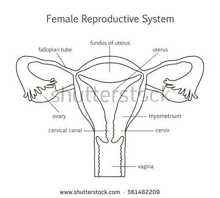 Female Reproductive System Drawing, Reproductive System Drawing, Female Reproductive System Diagram, Male And Female Reproductive System, Female Reproductive System Anatomy, Biology Drawing, Female Reproductive System, Fallopian Tubes, Reproductive System