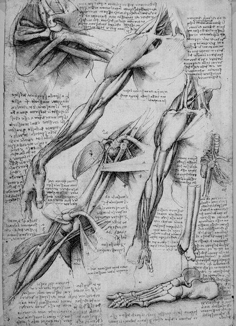 Secret drownings by Leonardo…Part I Greys Anatomy Book, Anatomical Drawings, Human Body Drawing, Skeleton Drawings, Gcse Art Sketchbook, Art Advice, Science Illustration, Human Anatomy Art, Anatomy Sketches