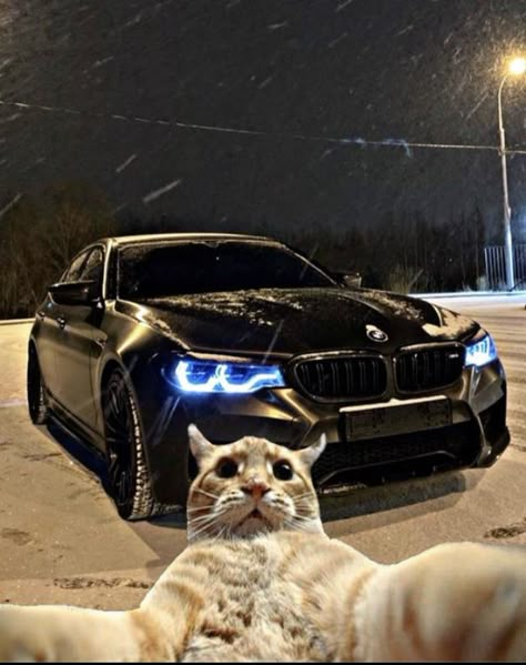 Serie Bmw, Cat Profile, Funny Cat Wallpaper, Cat Selfie, Funny Animal Photos, Silly Cats Pictures, Bmw 4, Cat Icon, Funny Wallpaper