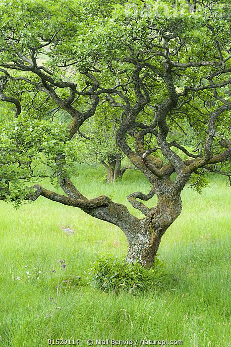 Alder tree (Alnus glutinosa) in Upper Glen Finglas, West Dumbartonshire, Scotland, UK, July. Plant,Vascular plant,Flowering plant,Rosid,Alder,Black alder tree,Plantae,Plant,Tracheophyta,Vascular plant,Magnoliopsida,Flowering plant,Angiosperm,Seed plant,Spermatophyte,Spermatophytina,Angiospermae,Fagales,Rosid,Dicot,Dicotyledon,Rosanae,Betulaceae,Alnus,Alder,Alder tree,Alnus glutinosa,Black alder tree,European alder,European black alder,Common alder,Betula alnus,Betula glutinosa,Alnus alnus,Colour Celtic Tree Calendar, Alder Tree, Fire Festival, King Ring, Calendar June, Raven King, Nature Picture, Best Nature, British Garden