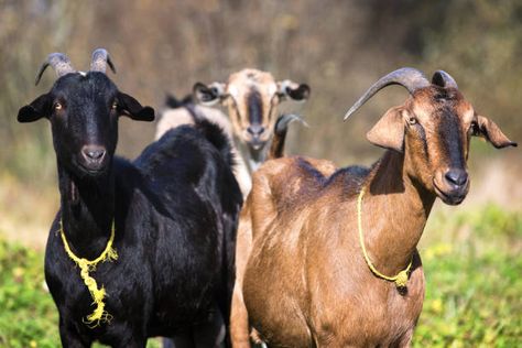 Royalty Free Nubian Goat Pictures, Images and Stock Photos - iStock Nubian Goats Pictures, Goat Images, Goat Photo, Goat Pictures, G.o.a.t Wallpaper, Nubian Goats, Goat Picture, Sheep And Goat, Nubian Goat