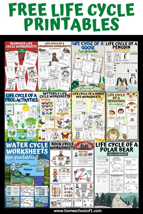 Life Cycle Worksheets Free Science Printables Free Science Worksheets For Kindergarten, Life Cycle Worksheets Free Printable, Life Cycles Printable Free, 1st Grade Science Lessons, Kindergarten Science Curriculum, Kindergarten Science Lessons, Free Science Printables, Free Science Worksheets, Science Life Cycles