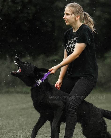 Cr: working_germanshepherd Protection Dog Aesthetic, Working Dog Photography, Working German Shepherd, All Black German Shepherd, Black Gsd, Protection Dog Training, Baby German Shepherds, Wolf Poses