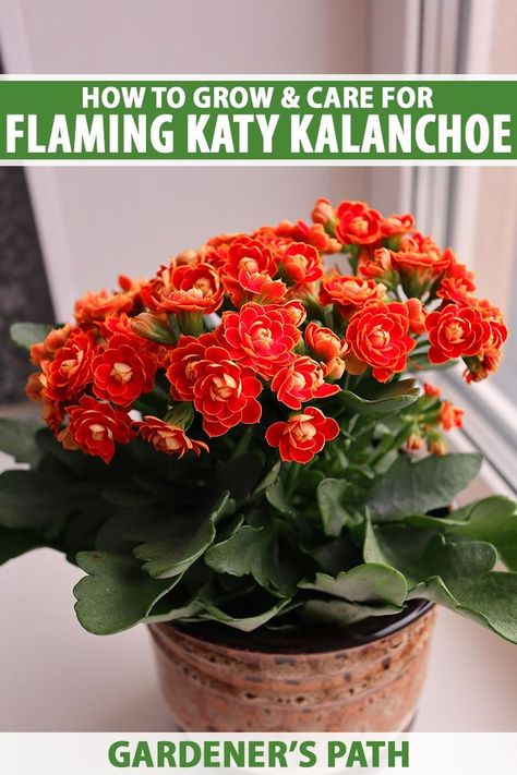 Flaming Katy, Kalanchoe Flowers, Vegetable Benefits, Inside Garden, Small Leaves, Propagating Plants, Small Leaf, House Plant, All About Plants