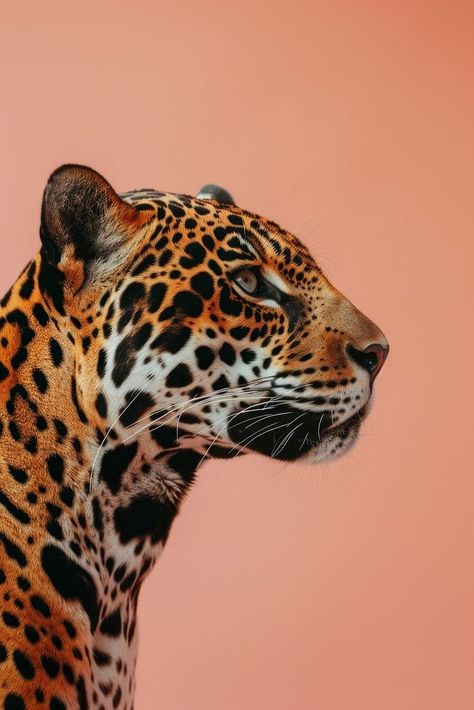 Leopard Reference Photo, Cheetah Side View, Jaguar Art Illustration, Jaguar Side Profile, Leopard Side Profile, Jaguar Profile, Jaguar Photography, Cheetah Photography, Jaguar Illustration