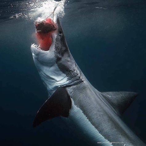 Shark Dose ™ on Instagram: “Beautiful whiteshark 🦈 📷|| @davesandford ⠀” Largest Great White Shark, Shark Photos, Shark Pictures, Shark Bait, Shark Fishing, White Sharks, Shark Week, Under Water, Great White Shark