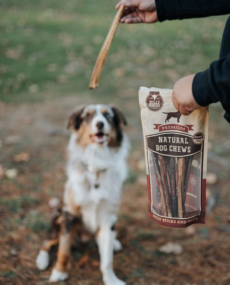 Dog Product Photography Ideas, Pet Product Photography Ideas, Dog Influencer Ideas, Dog Treat Photoshoot, Dog Products Photography, Dog Food Product Photography, Dog Product Photography, Dog Photography Studio, Dog House Bed